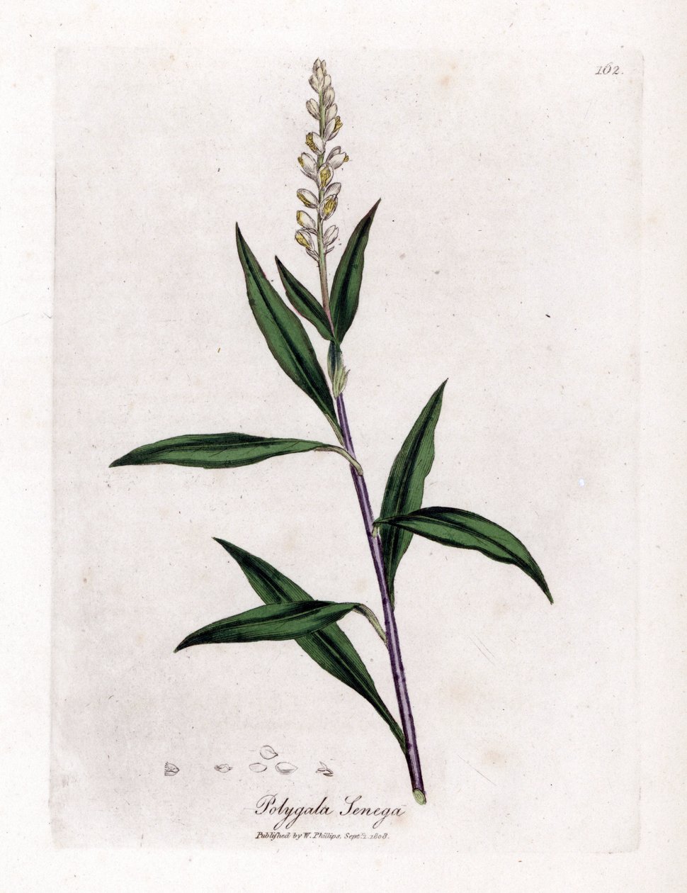 Virginia polygale ou erva leiteira - Senega, Polygala senega. Gravura em chapa de cobre colorida à mão a partir de uma ilustração botânica de James Sowerby de William Woodville e Sir William Jackson Hooker