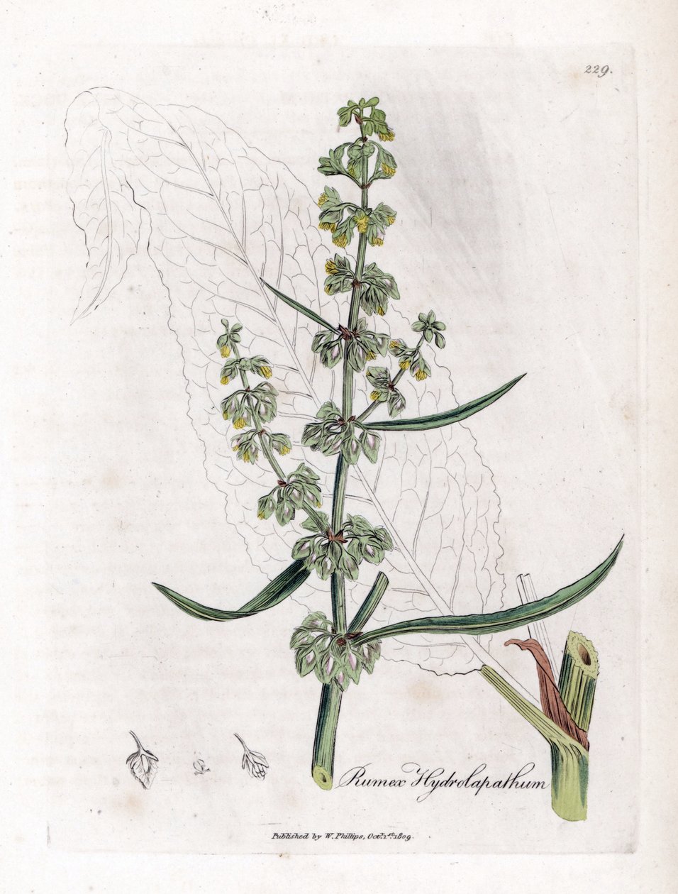 Water Patience ou Aquatic Patience - Grande doca de água, Rumex hydrolapathum. Gravura em chapa de cobre colorida à mão a partir de uma ilustração botânica de James Sowerby de William Woodville e Sir William Jackson Hooker