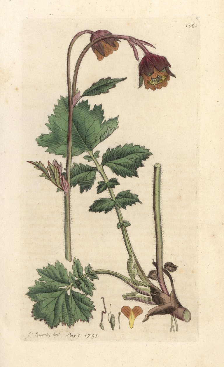 Water avens, Geum rivale Gravura em chapa de cobre colorida à mão depois de uma ilustração de James Sowerby de James Smith