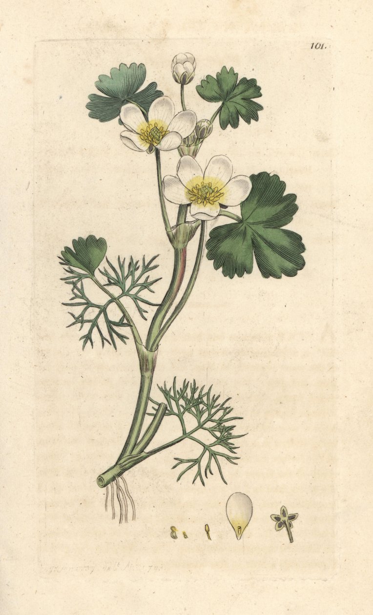 Pé-de-cabra de água, Ranunculus aquatilis (Ranúnculo aquático) Gravura em chapa de cobre colorida à mão depois de uma ilustração de James Sowerby da Botânica Inglesa de James Smith, Londres de James Sowerby