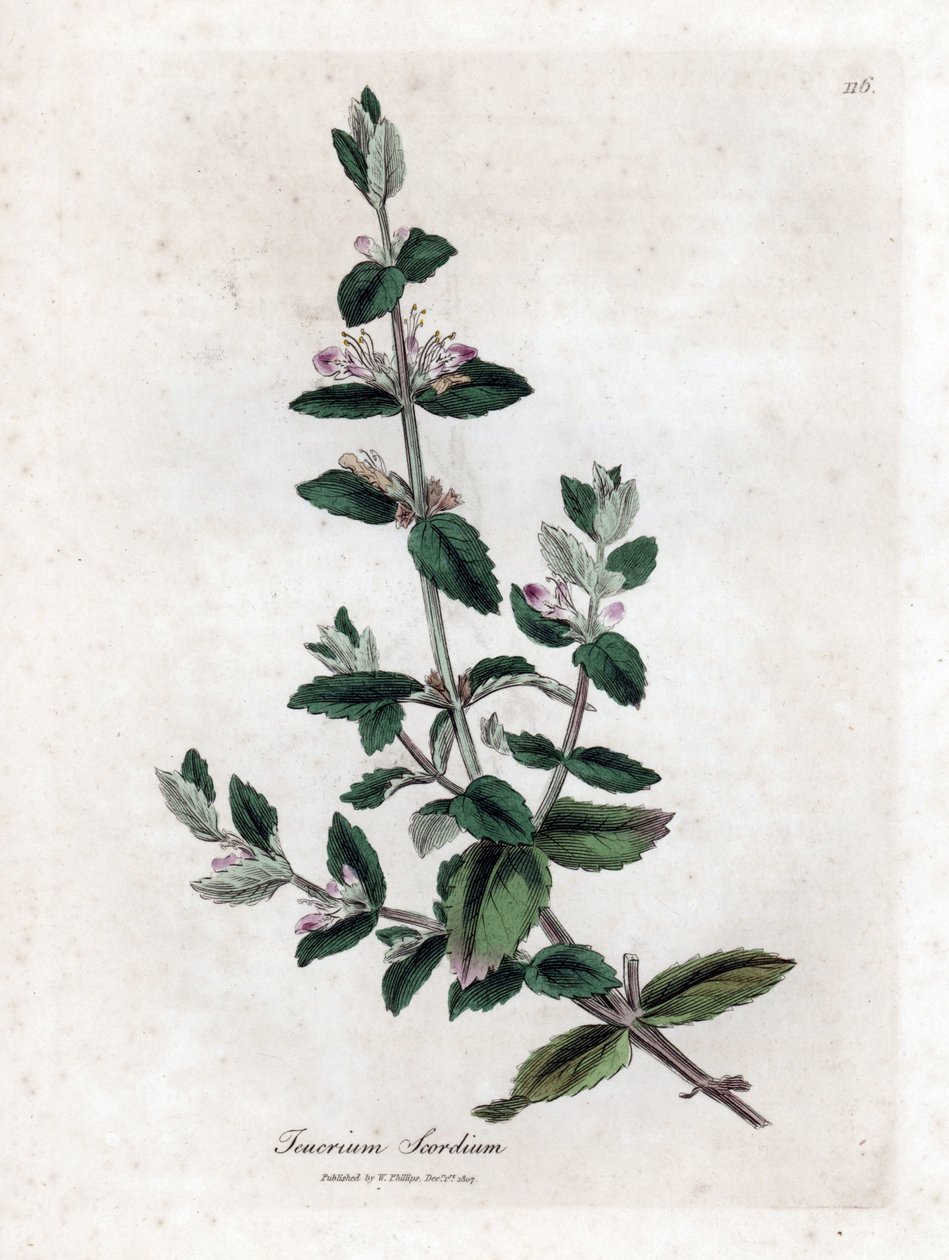 Germandree da água - Germe de água, Teucrium scordium. Gravura em chapa de cobre colorida à mão a partir de uma ilustração botânica de James Sowerby de William Woodville e Sir William Jackson Hooker
