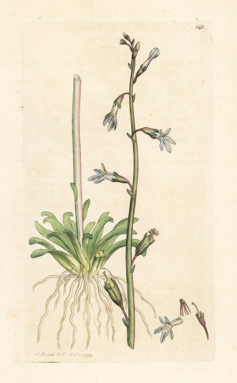 Water lobelia, Lobelia dortmanna (Lobelie de Dortmann) Gravura em chapa de cobre colorida à mão depois de uma ilustração de James Sowerby da Botânica Inglesa de James Smith, Londres de James Sowerby