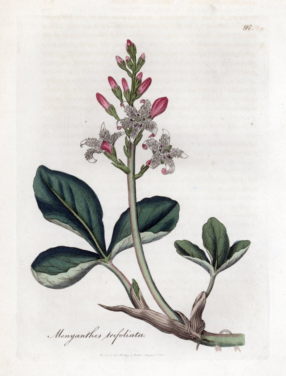 Trifoliata de água ou feijão-da-terra, Menyanthes trifoliata. Gravura em chapa de cobre colorida à mão a partir de uma ilustração botânica de James Sowerby de William Woodville e Sir William Jackson Hooker
