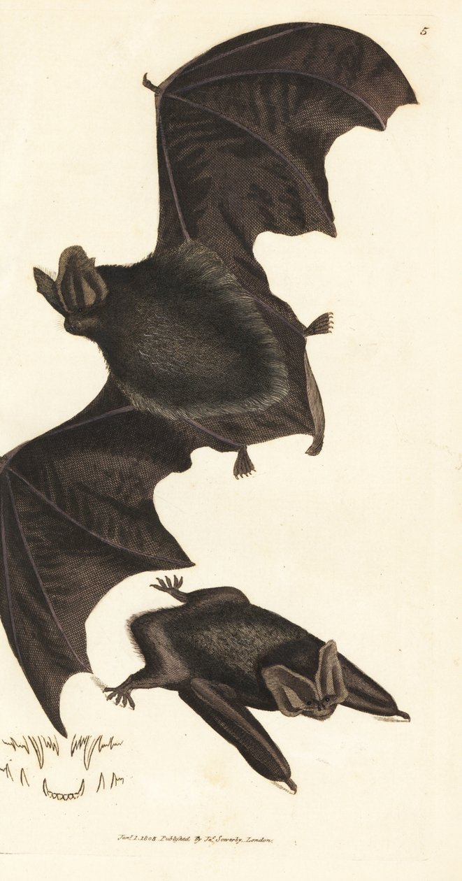 Morcego barbastelle ocidental, Barbastella barbastellus barbastellus (Vespertilio barbastellus). Gravura em chapa de cobre colorida à mão por James Sowerby de The British Miscellany, ou figuras coloridas de novos, raros, ou pouco conhecidos sujeitos animai de James Sowerby