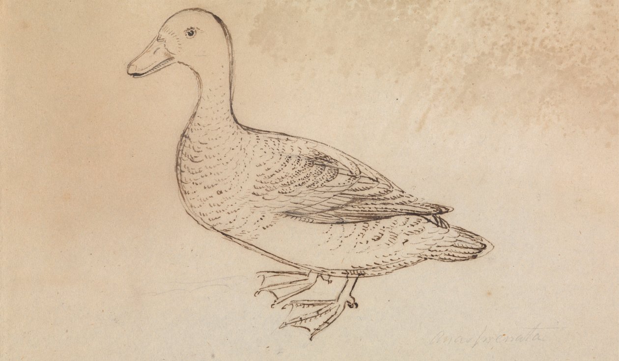 Pato Whistling de cara branca de James Sowerby