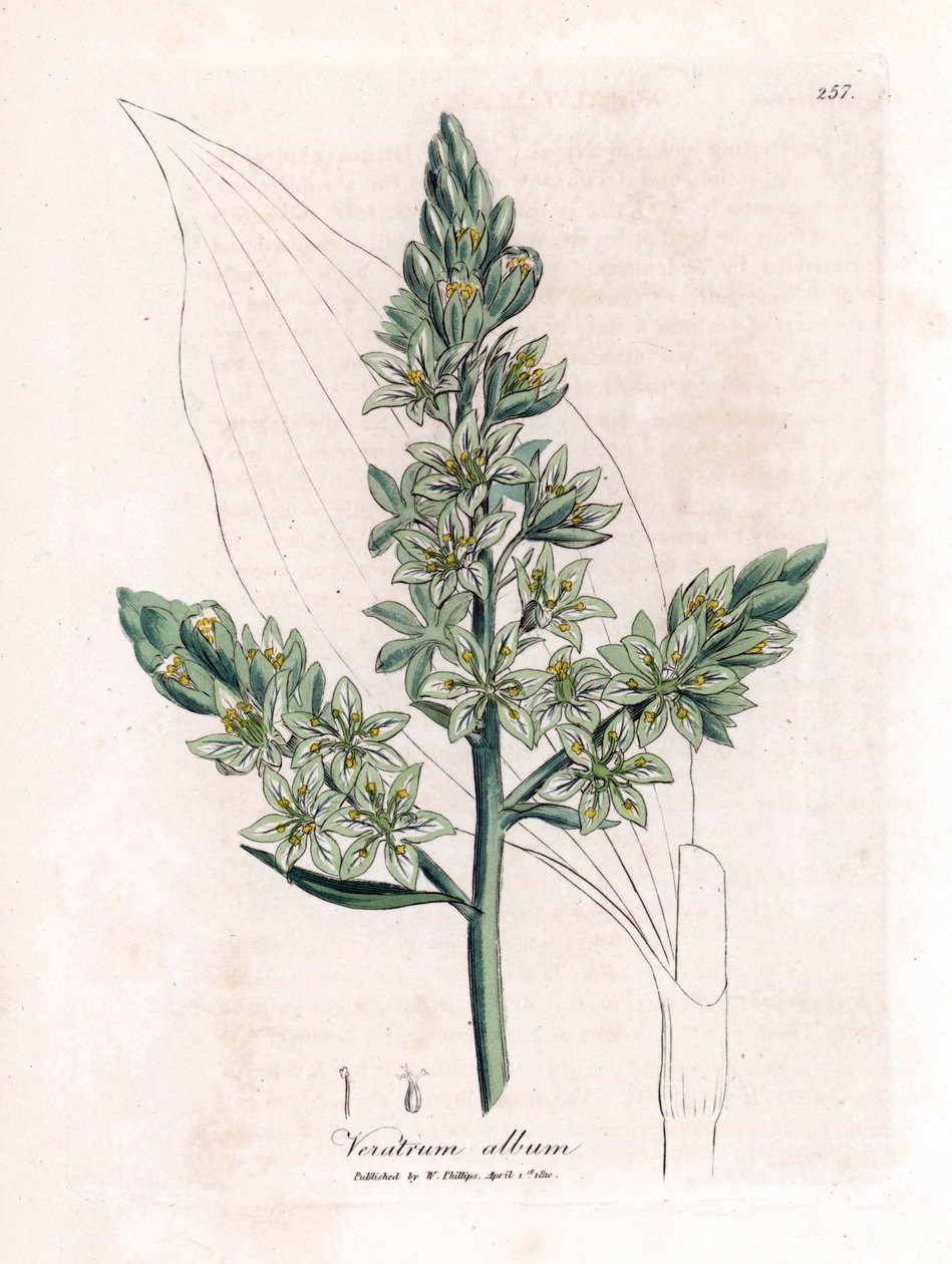White Veratre (antigo hellebore branco) - Hellebore branco, álbum Veratrum. Gravura em chapa de cobre colorida à mão a partir de uma ilustração botânica de James Sowerby de William Woodville e "Medical Botany" de Sir William Jackson Hooker, John Bohn, Lond de James Sowerby
