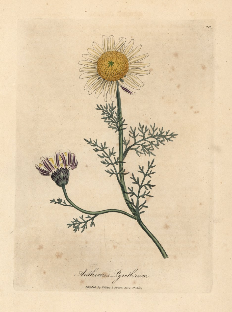 Camomila espanhola branca e amarela, Anthemis pyrethrum de James Sowerby