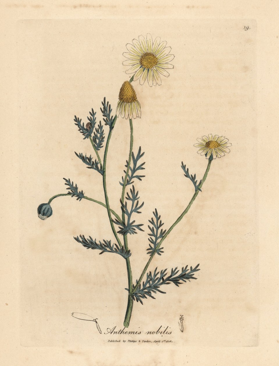 Camomila branca e amarela florida, Anthemis nobilis de James Sowerby