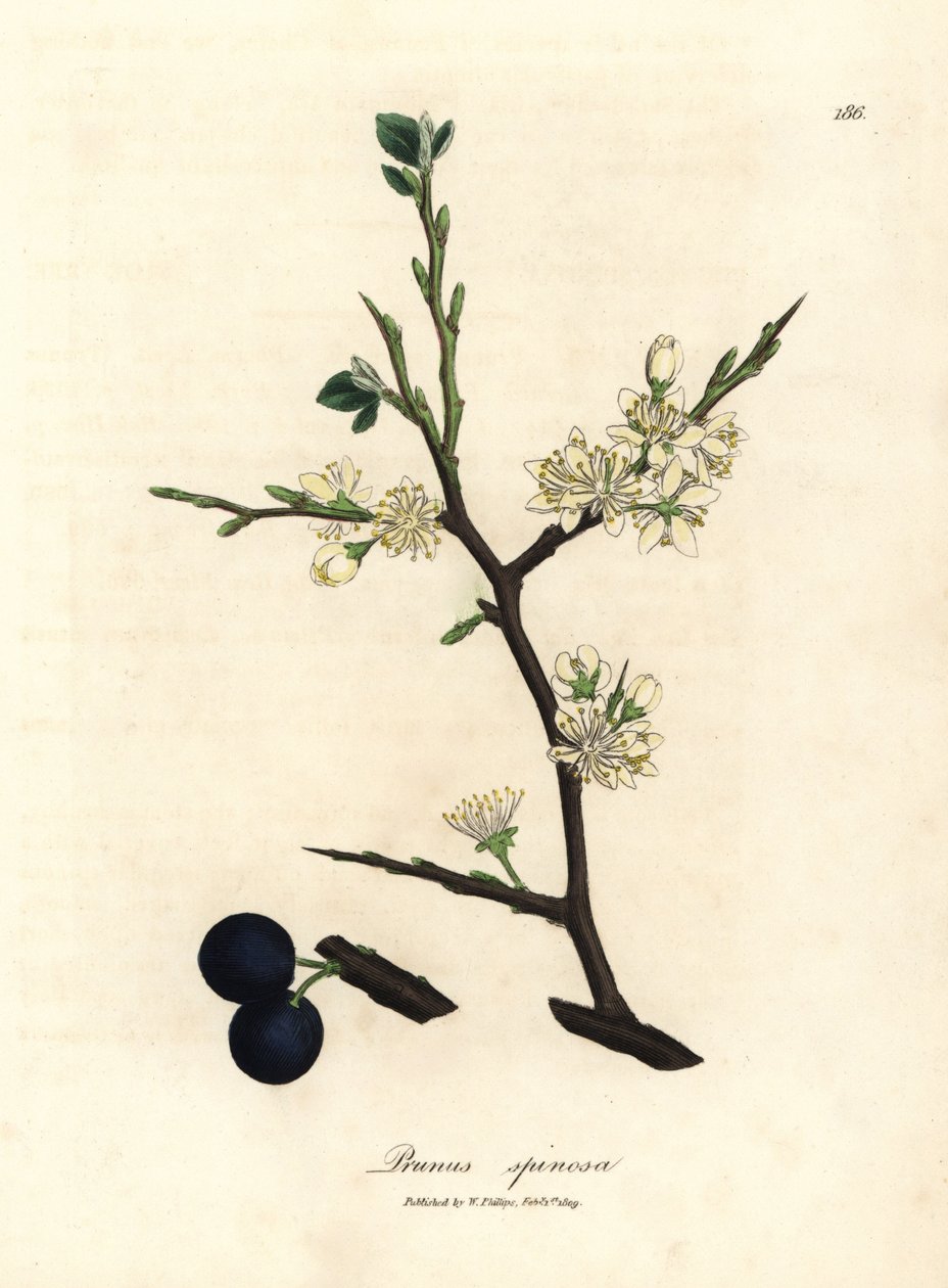 Flor branca e bagas azuis da abrótea, Prunus spinosa de James Sowerby