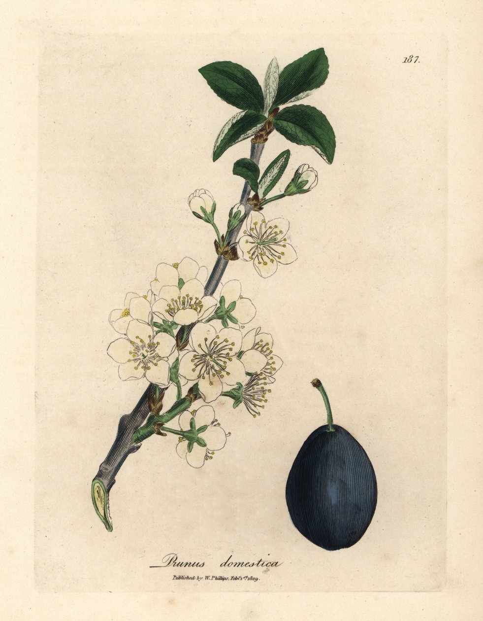 Flor branca e fruto da ameixoeira ou poda, Prunus domestica de James Sowerby