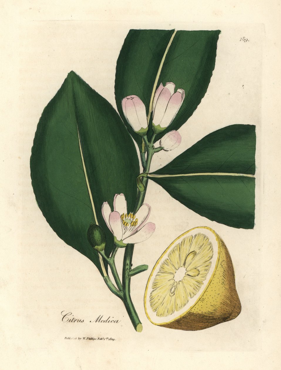 Flor branca e segmento de fruta madura do limoeiro, Citrus medica de James Sowerby