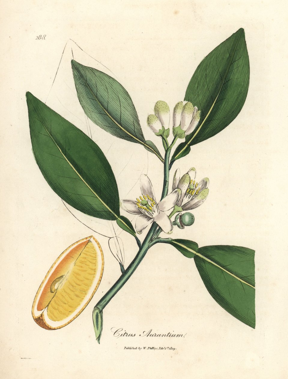 Flor branca e segmento de fruta madura da laranjeira, Citrus aurantium de James Sowerby