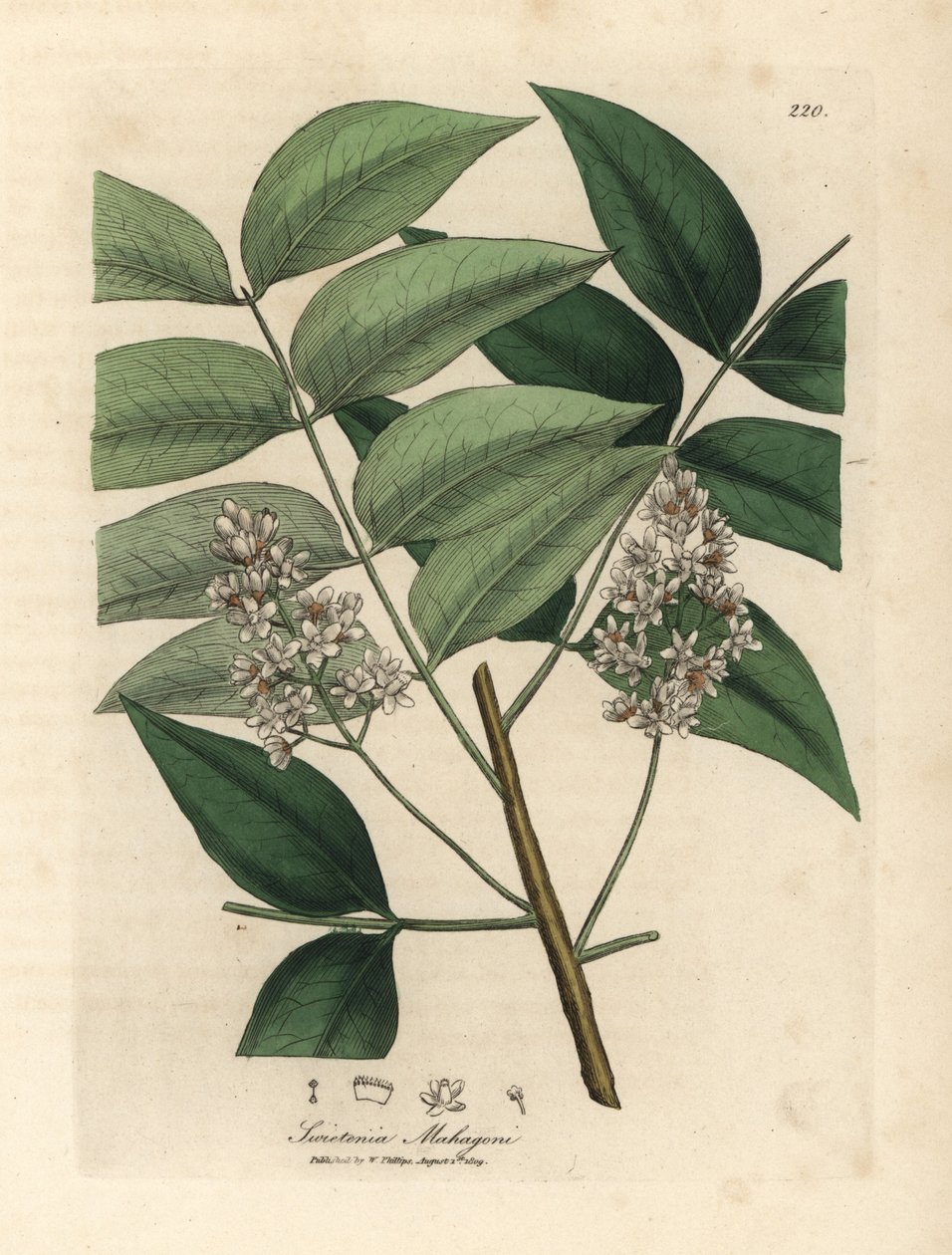 Árvore de mogno branco desabrochado, Swietenia mahogani de James Sowerby