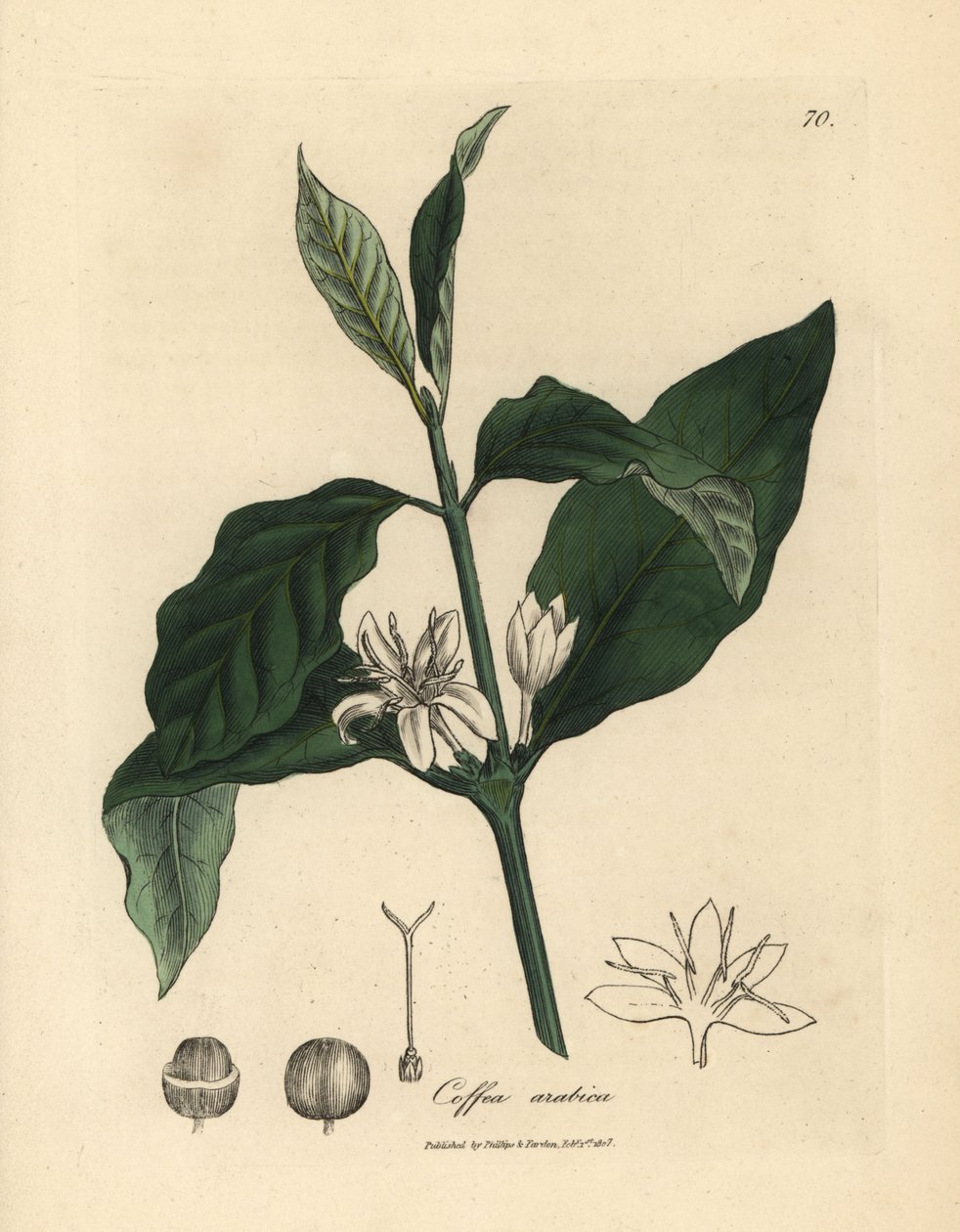 Flor branca, folhas e grão da planta do café, Coffea arabica de James Sowerby