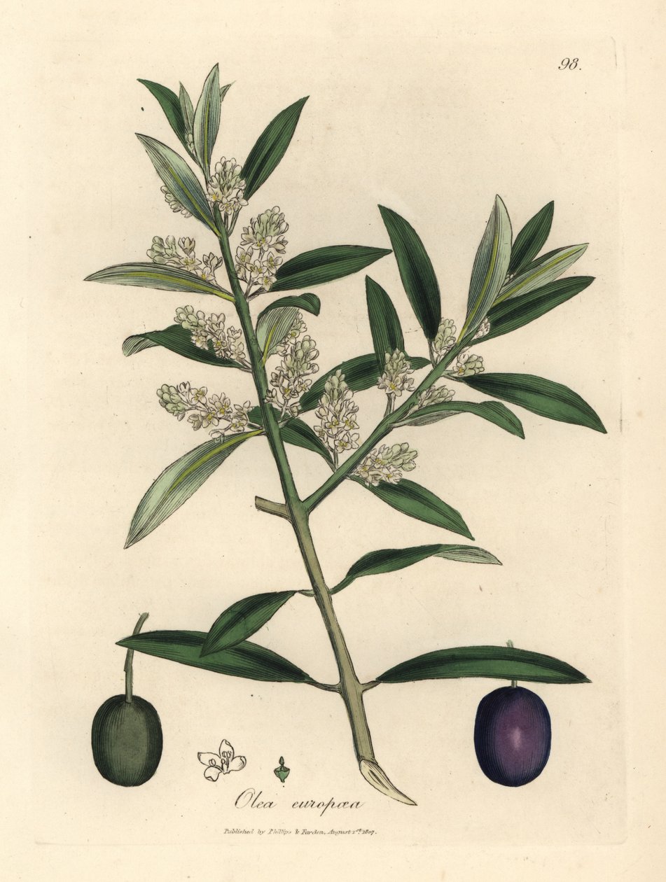 Oliveira europeia de flor branca com fruto, Olea europaea de James Sowerby