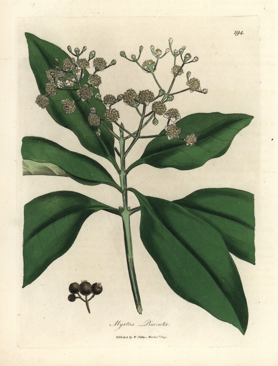 Árvore branca florida, Myrtus pimenta de James Sowerby