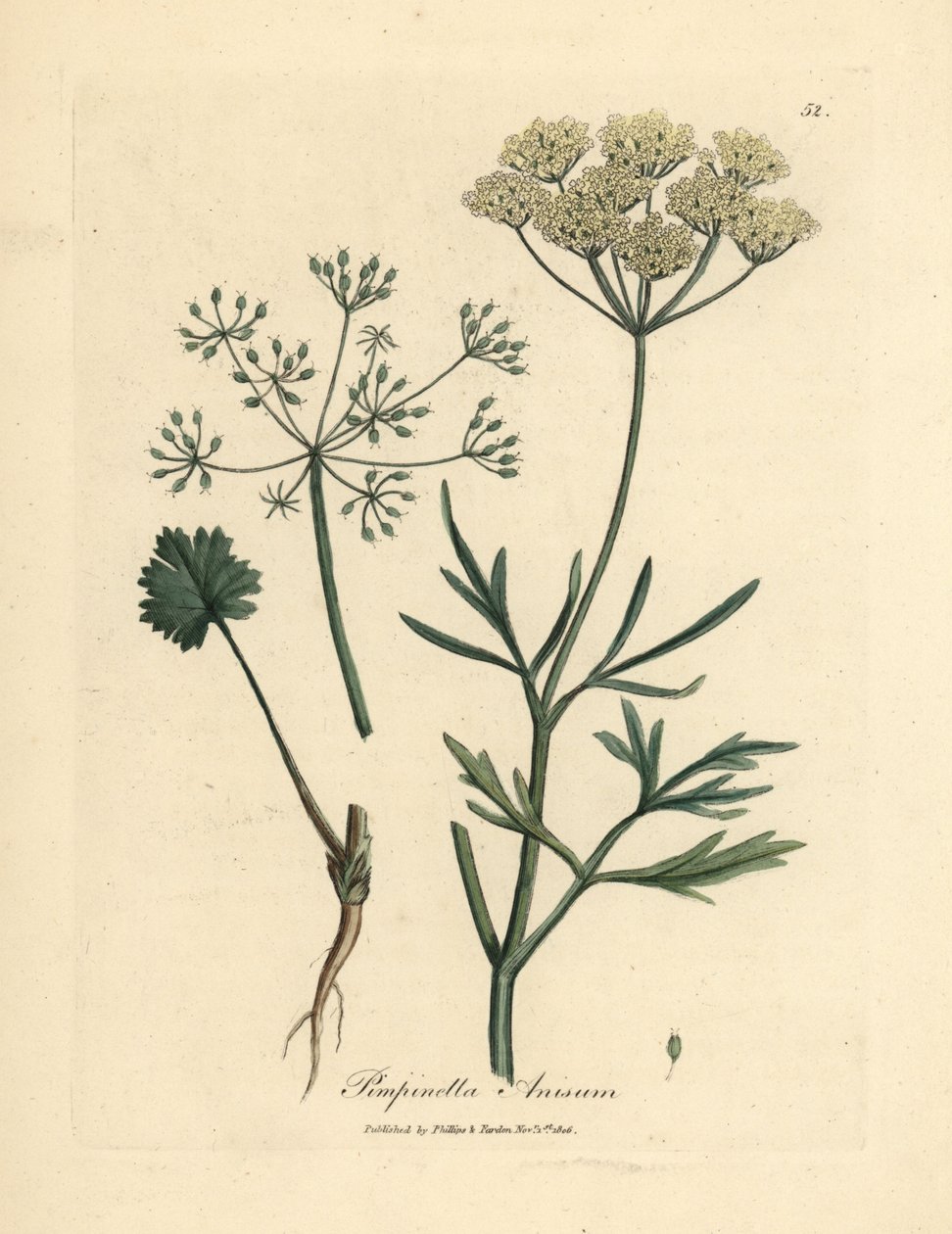 Anis branco florido, Pimpinella anisum de James Sowerby
