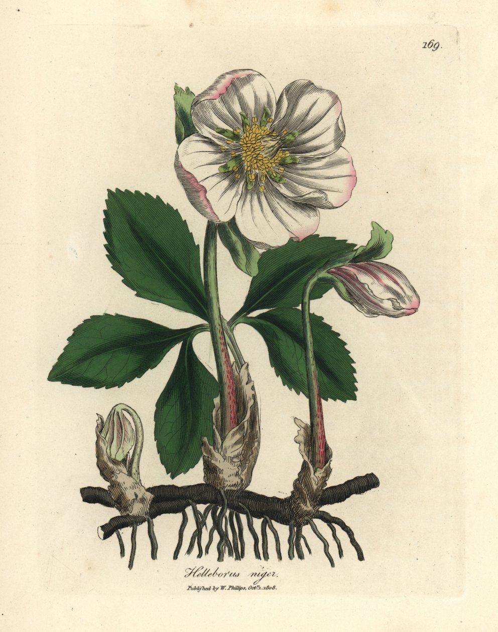 Hellebore preto de flor branca ou rosa de Natal, Helleborus niger de James Sowerby
