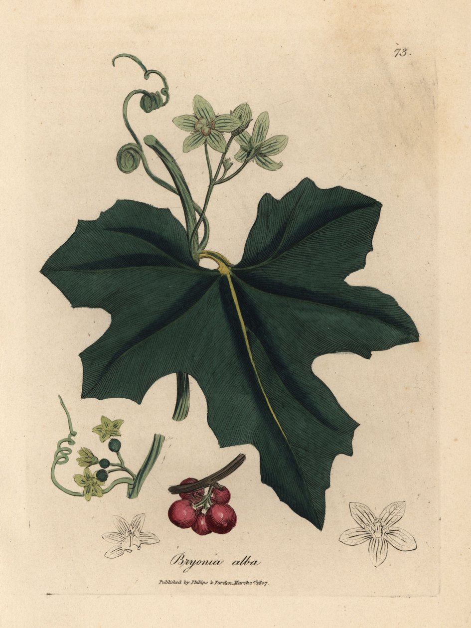 Bryonia alba, Bryonia alba, flor branca de James Sowerby