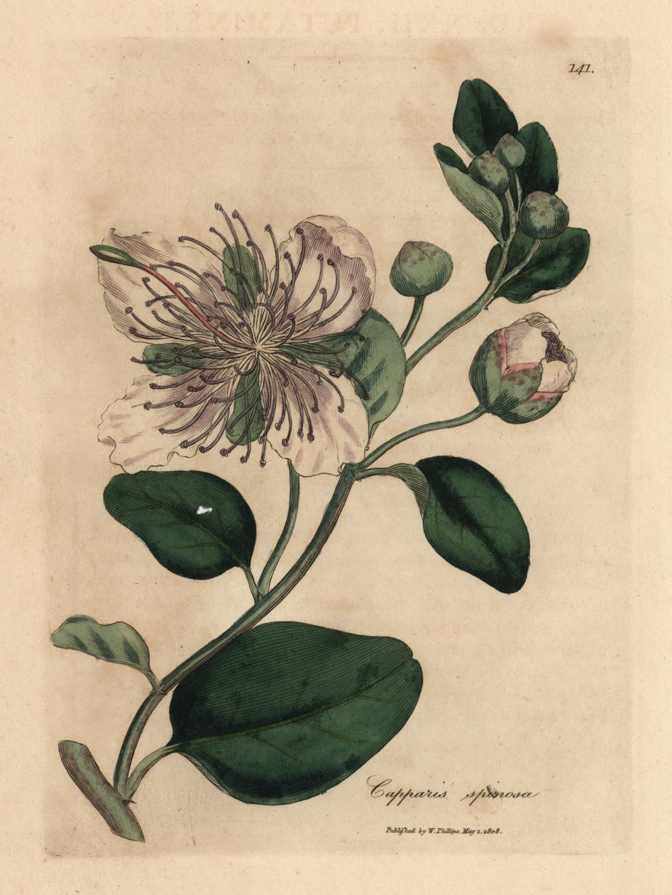 Arbusto com flor branca, Capparis spinosa de James Sowerby