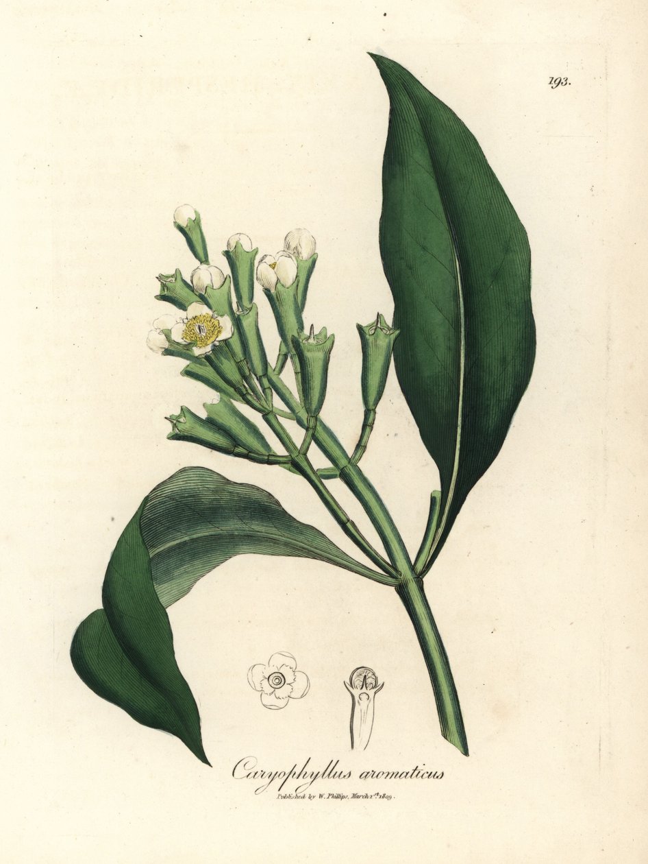 Caryophyllus aromaticus, Caryophyllus aromaticus, cravinho branco florido de James Sowerby