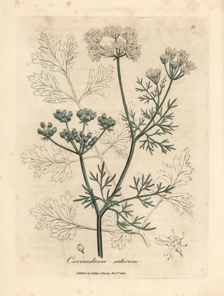 Coentros brancos floridos, Coriandrum sativum de James Sowerby
