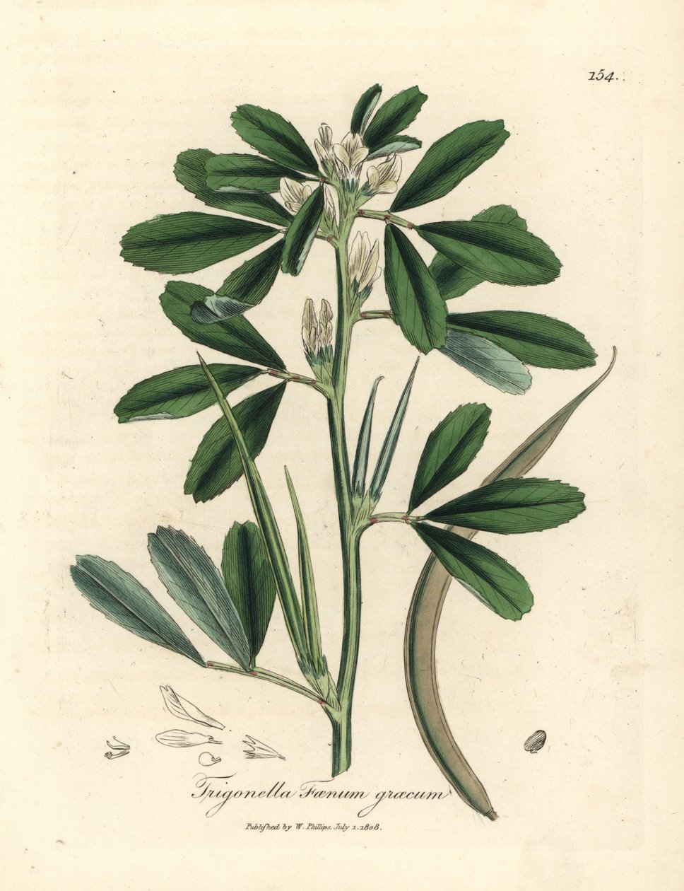 Feno-grego branco florido com vagem de semente, Trigonella foenum graecum de James Sowerby