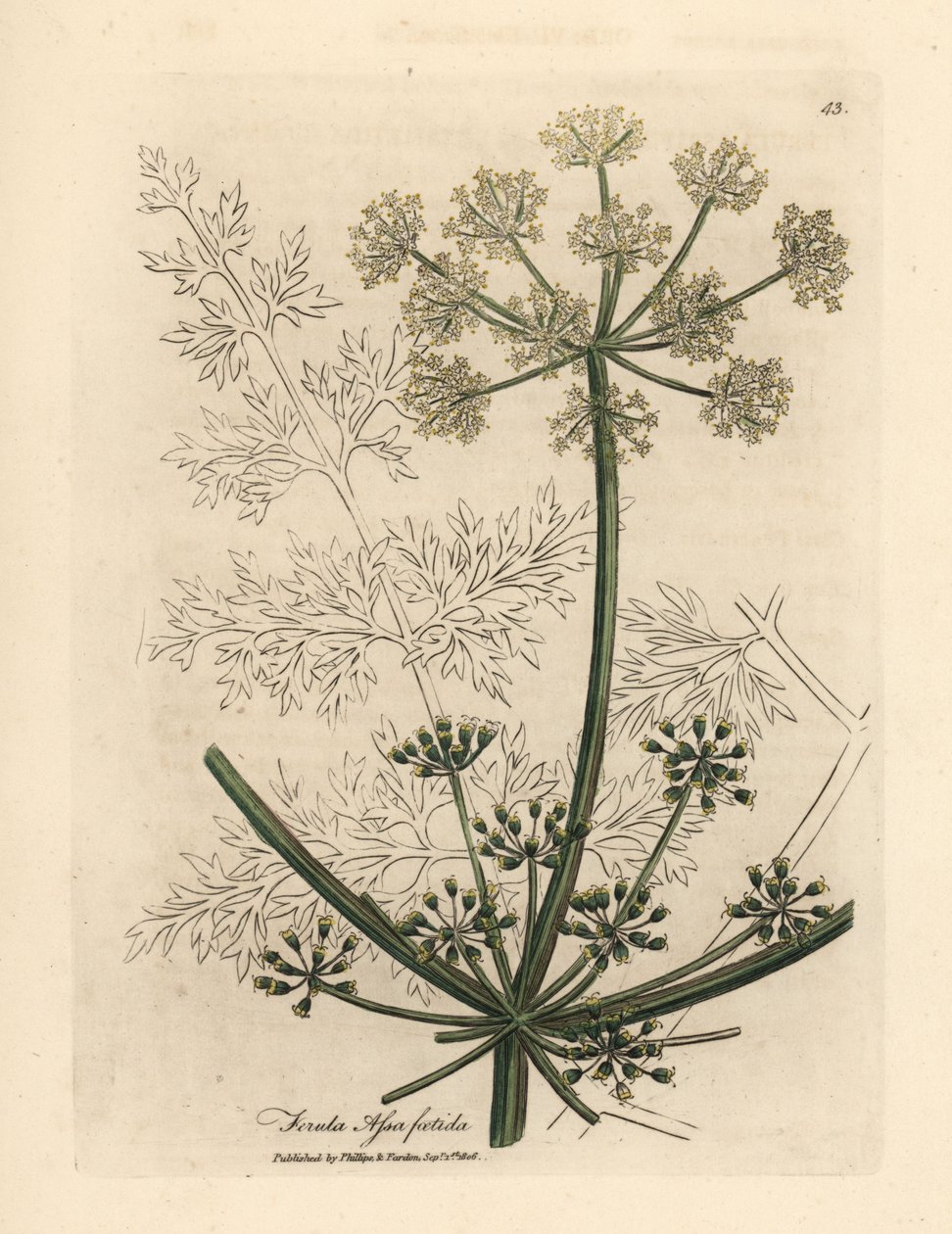 Funcho branco gigantesco florido ou asafetida, Ferula assafoetida de James Sowerby