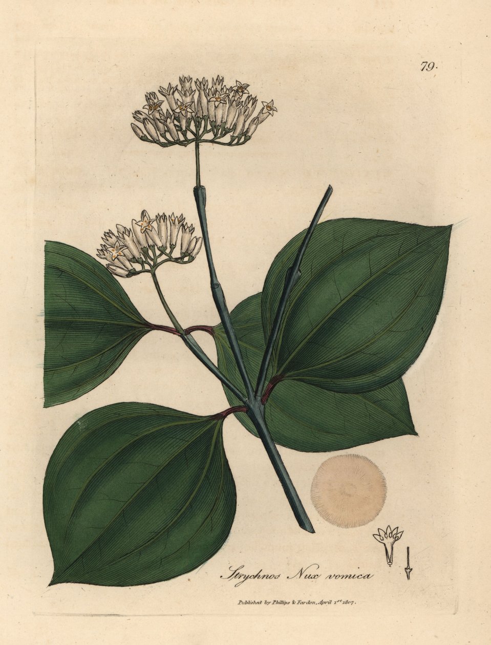 Noz envenenada com flor branca, Strychnos nux vomica de James Sowerby