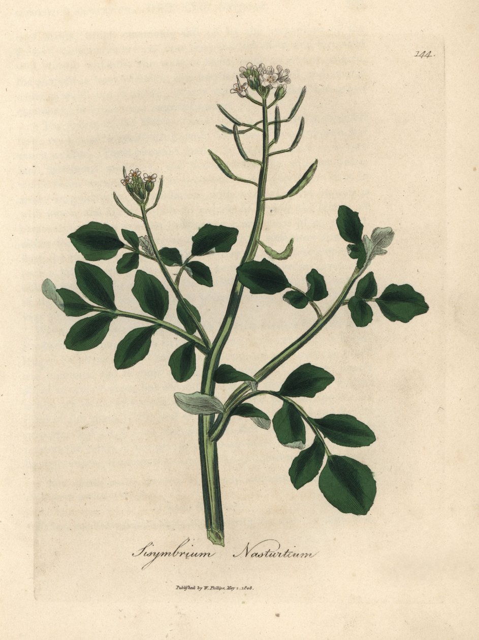 Agrião de flores brancas, Sisymbrium nasturtium de James Sowerby