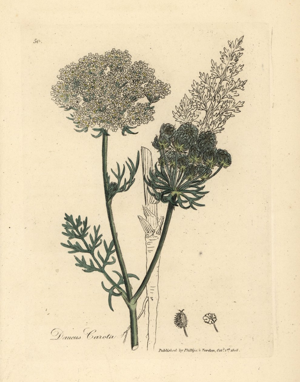 Planta de cenoura silvestre com flor branca, Daucus carota de James Sowerby