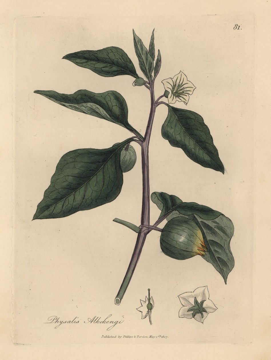 Cereja branca florida de inverno, Physalis alkekengi de James Sowerby