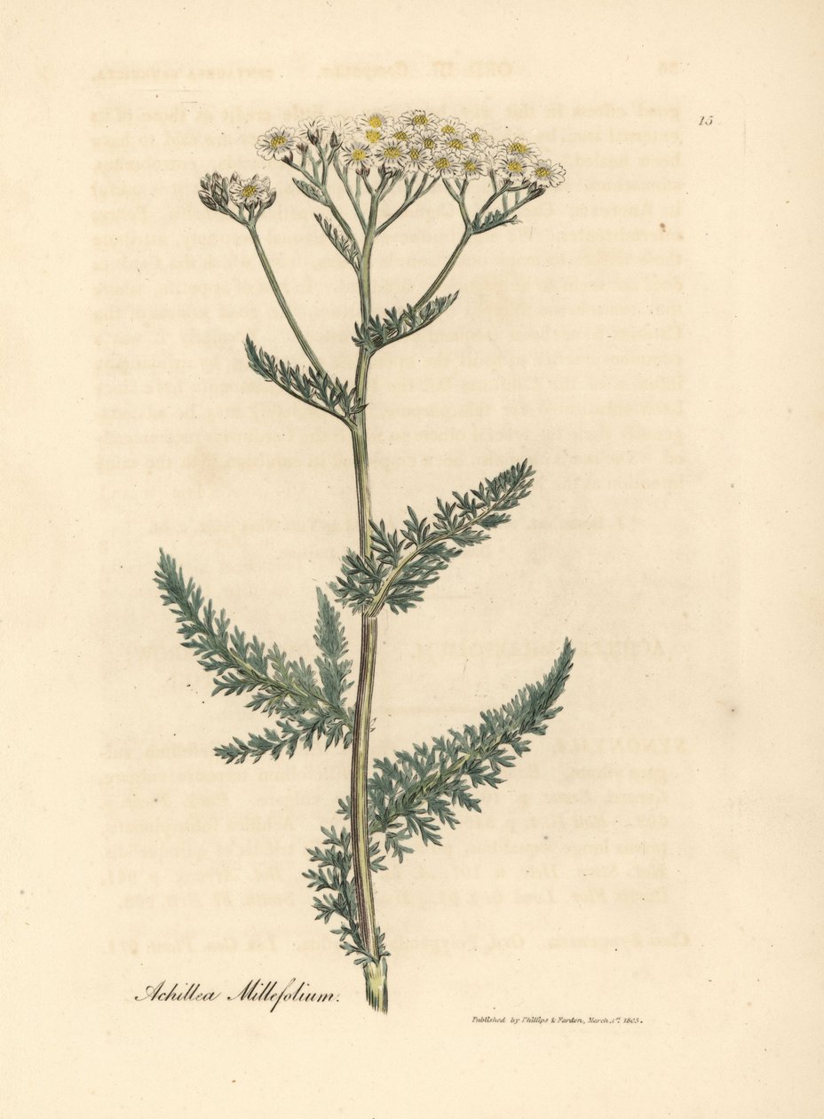 Filete branco florido ou milfoil, Achillea millefolium de James Sowerby