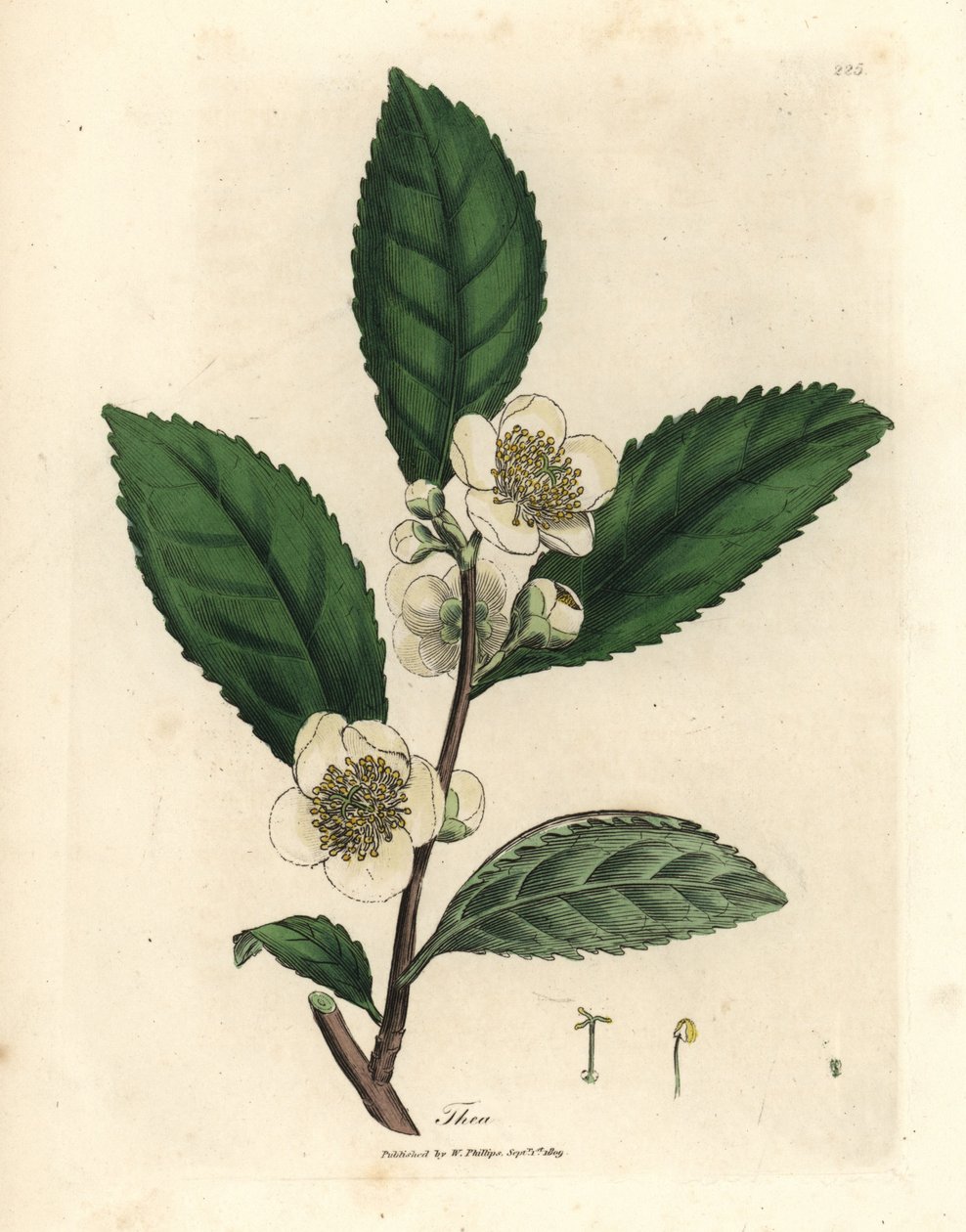 Flores brancas e folhas de chá verde, Thea bohea, Camellia sinensis de James Sowerby