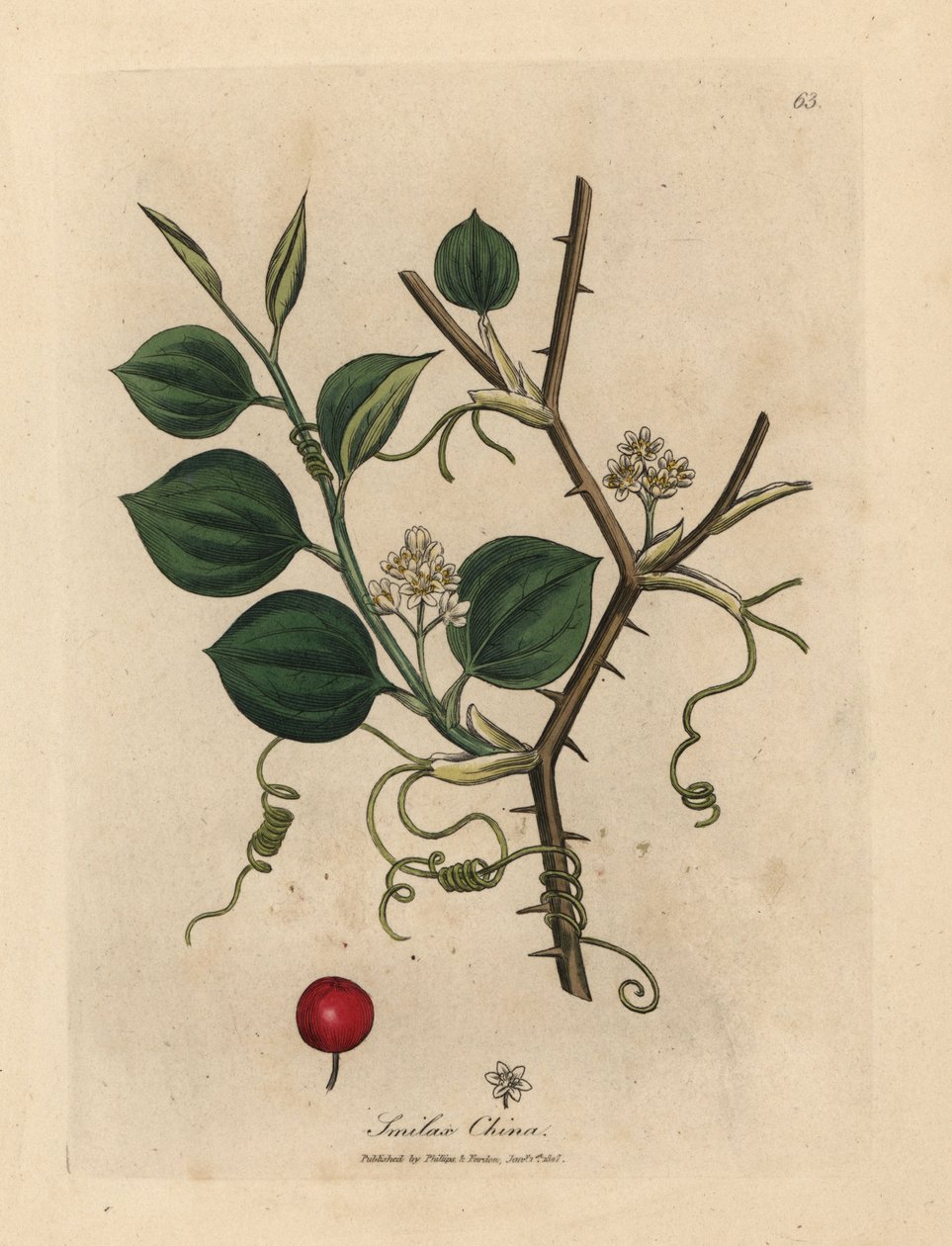 Flores brancas, gavinhas e bagas vermelhas de smilax chinês de James Sowerby
