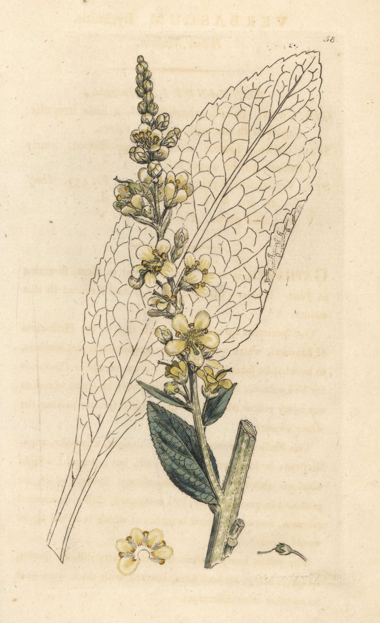 Mulleína branca, Lychnitis Verbasum (molene) Gravura em chapa de cobre colorida à mão depois de uma ilustração de James Sowerby da Botânica Inglesa de James Smith, Londres de James Sowerby