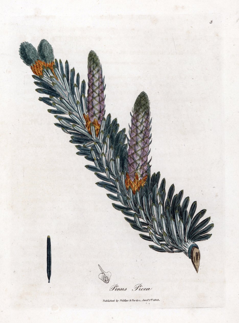 Abeto branco ou comum - Abeto branco ou comum - Abeto branco, Abies alba. Gravura em chapa de cobre colorida à mão a partir de uma ilustração botânica de James Sowerby de William Woodville e Sir William Jackson Hooker