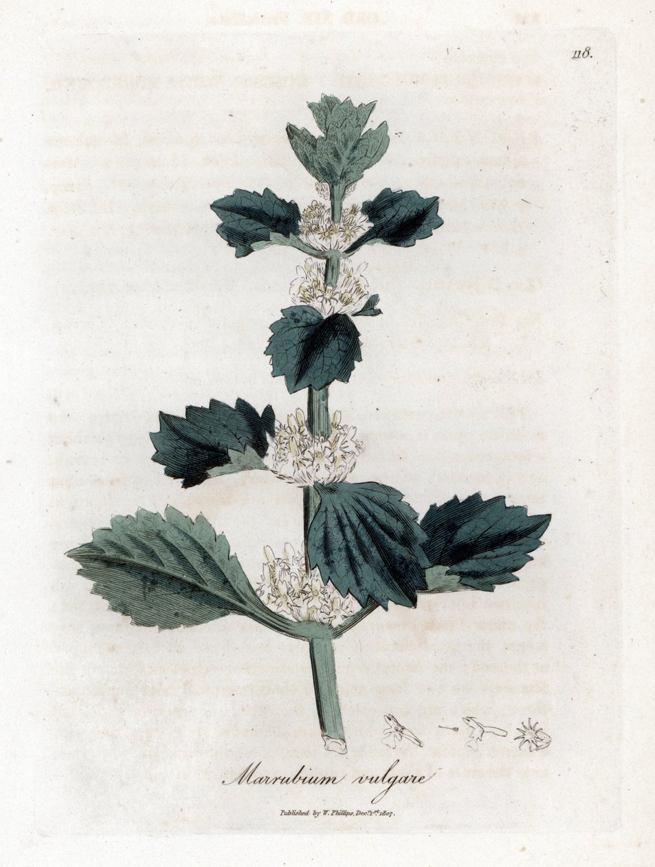 Marrube branco ou comum - Marubium vulgare, Marubium vulgare. Gravura em chapa de cobre colorida à mão a partir de uma ilustração botânica de James Sowerby de William Woodville e "Medical Botany" de Sir William Jackson Hooker, John Bohn, Londres de James Sowerby