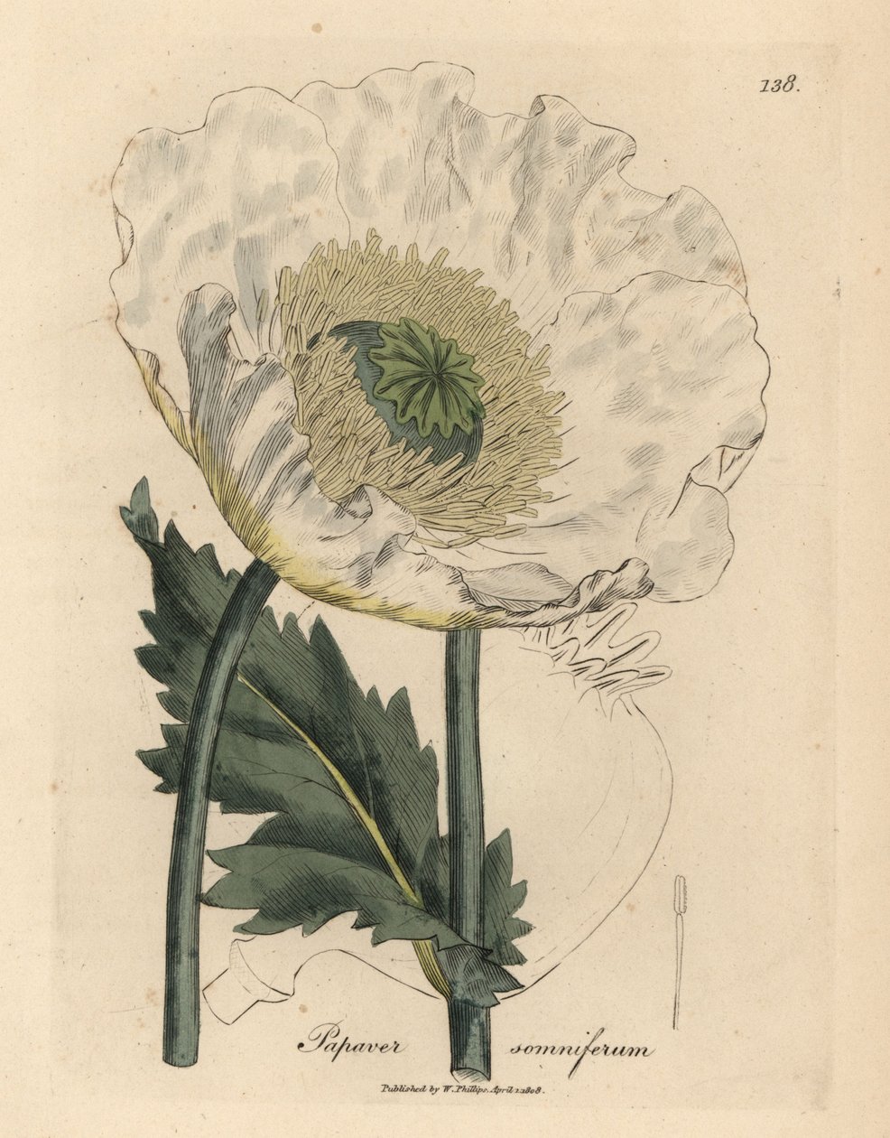 Papoila branca, Papaver somniferum de James Sowerby