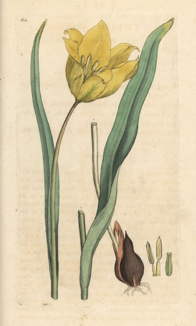 Tulipa selvagem, Tulipa sylvestris (tulipa selvagem) Gravura em chapa de cobre colorida à mão depois de uma ilustração de James Sowerby da Botânica Inglesa de James Smith, Londres de James Sowerby