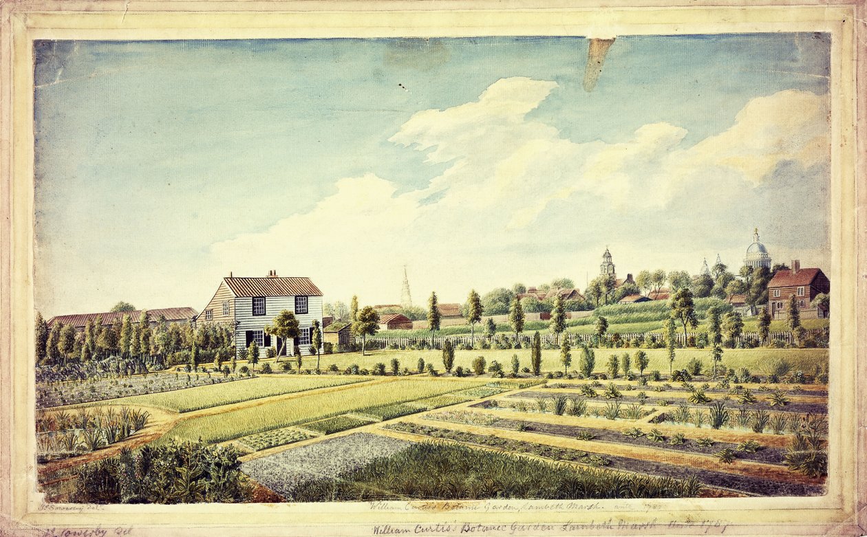 Jardim Botânico de William Curtis, Lambeth Marsh, Ante 1787, c.1787 de James Sowerby