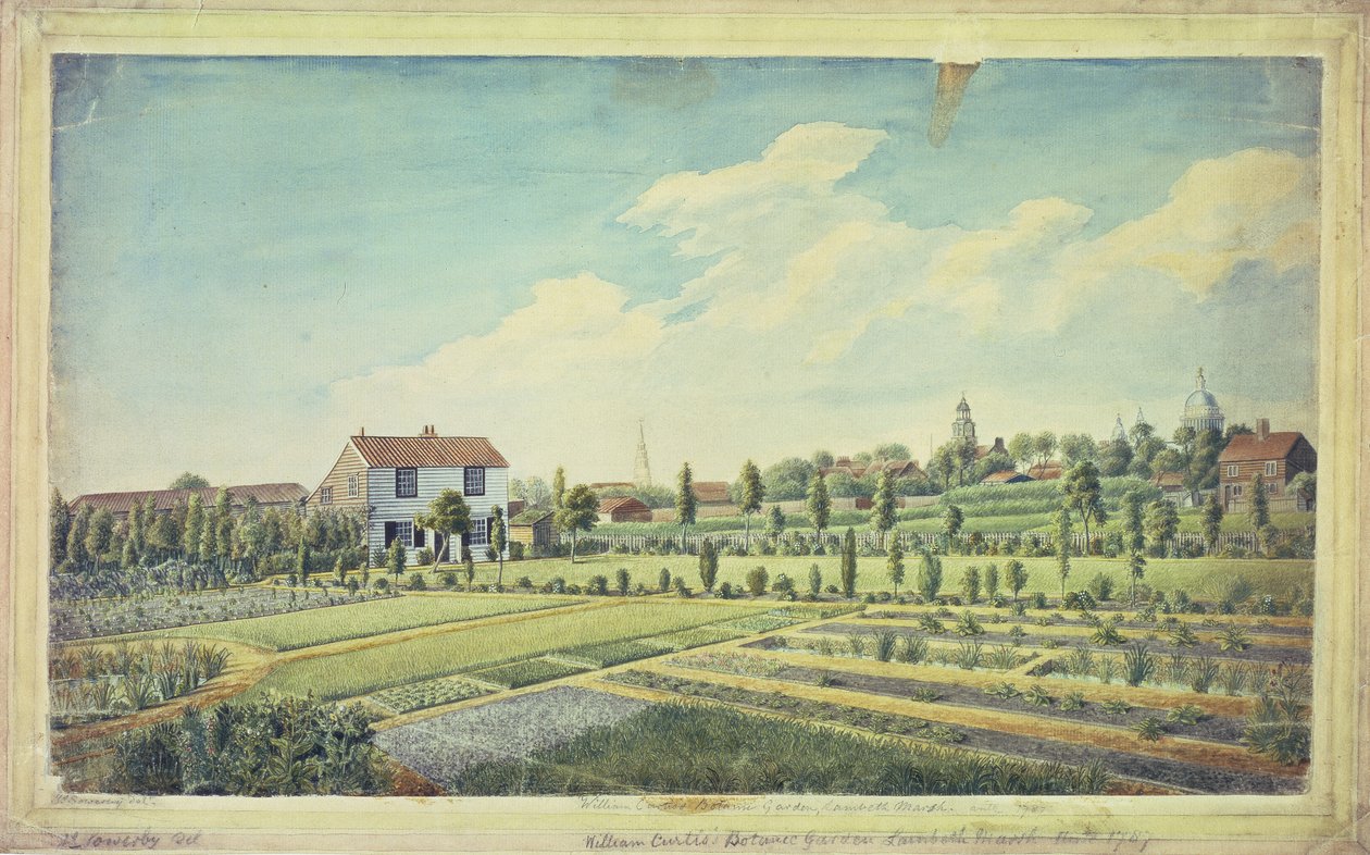 Jardim botânico de William Curtis, Lambeth Marsh, c.1787 (aquarela sobre papel) de James Sowerby