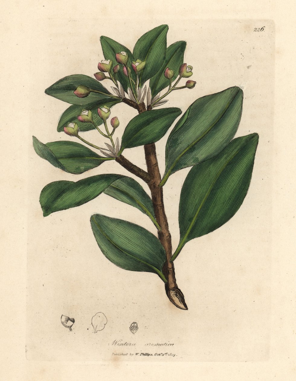Casca de árvore de inverno, Wintera aromatica, Drimys winteri de James Sowerby
