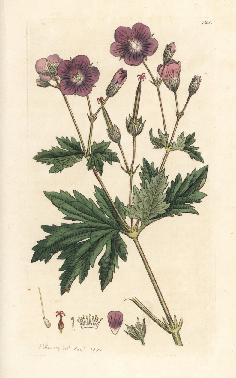 Gerânio de madeira, Gerânio silvatium (gerânio de madeira) Gravura manual em chapa de cobre colorida depois de uma ilustração de James Sowerby de James Smith