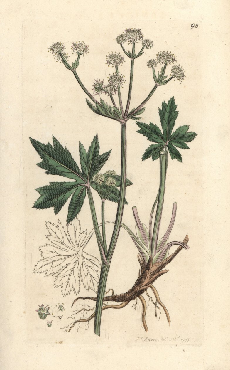 Sanicula de madeira, Sanicula europaea. Gravura em chapa de cobre colorida à mão depois de uma ilustração de James Sowerby, de James Smith