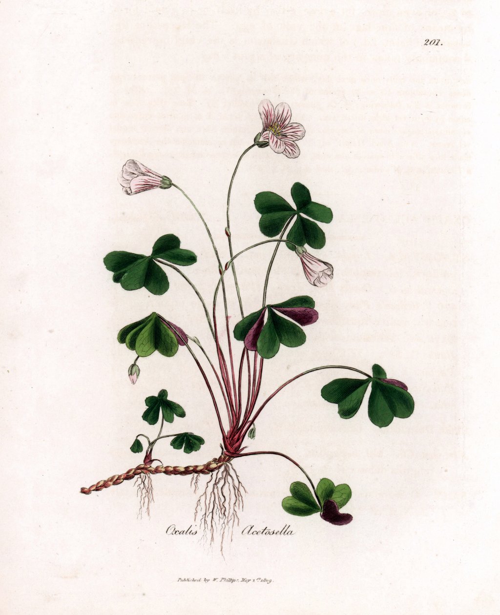 Sorrel de madeira ou oxalide de madeira - Woodsorrel, Oxalis acetosella. Gravura em chapa de cobre colorida à mão a partir de uma ilustração botânica de James Sowerby de William Woodville e Sir William Jackson Hooker