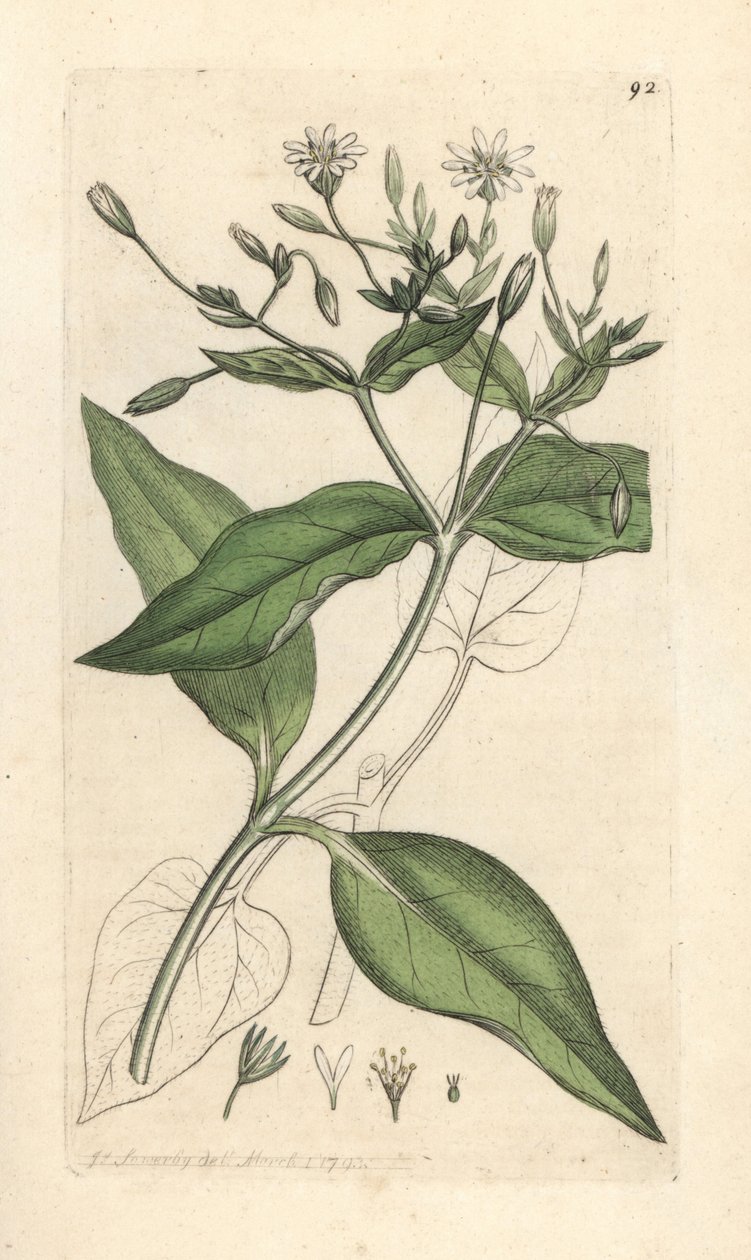 Mamadeira stichwort, Stellaria nemorum Gravura em chapa de cobre colorida à mão depois de uma ilustração de James Sowerby de James Smith