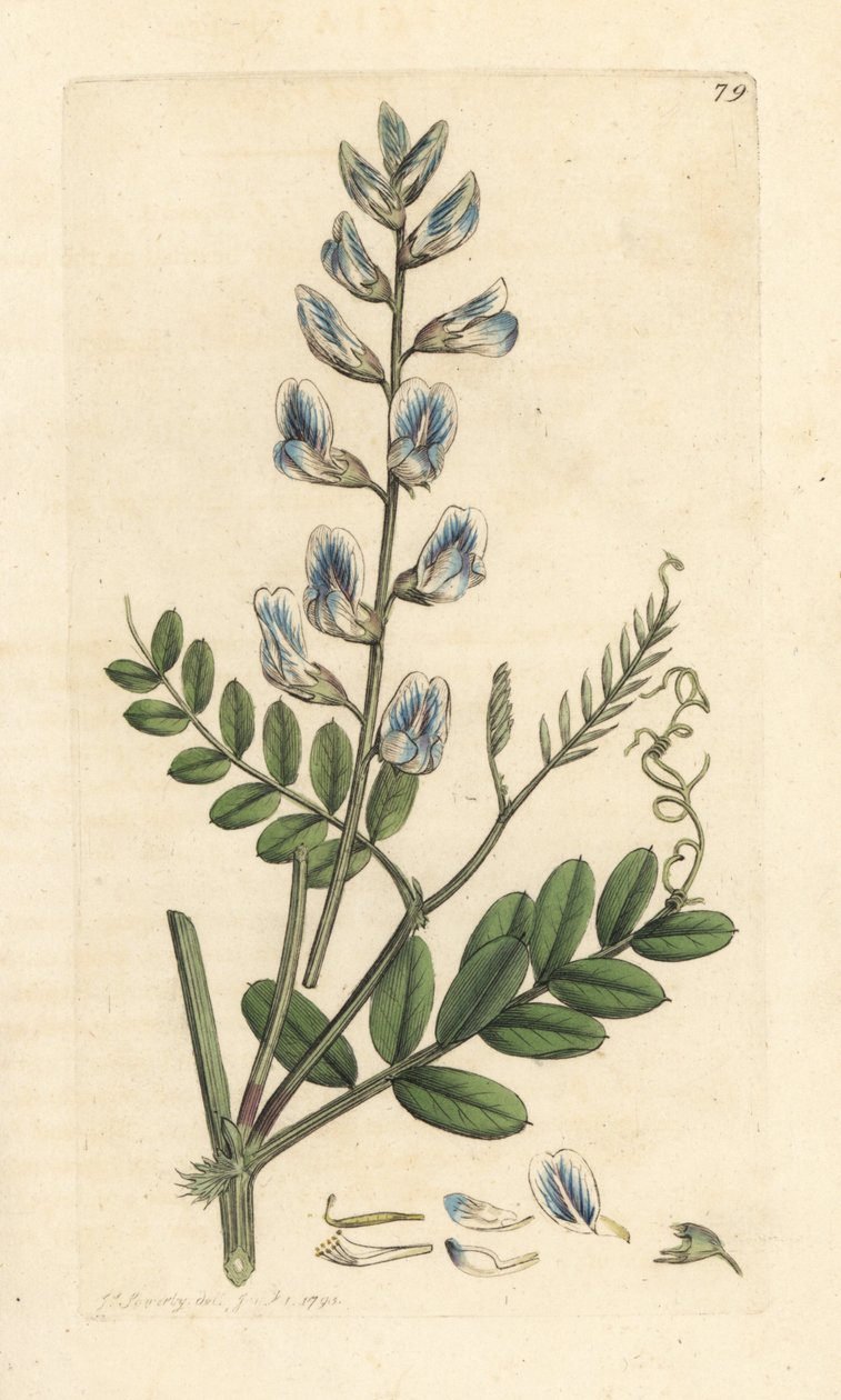 Vicia sylvatica (vesce des bois) Gravura em chapa de cobre colorida à mão depois de uma ilustração de James Sowerby, de James Smith