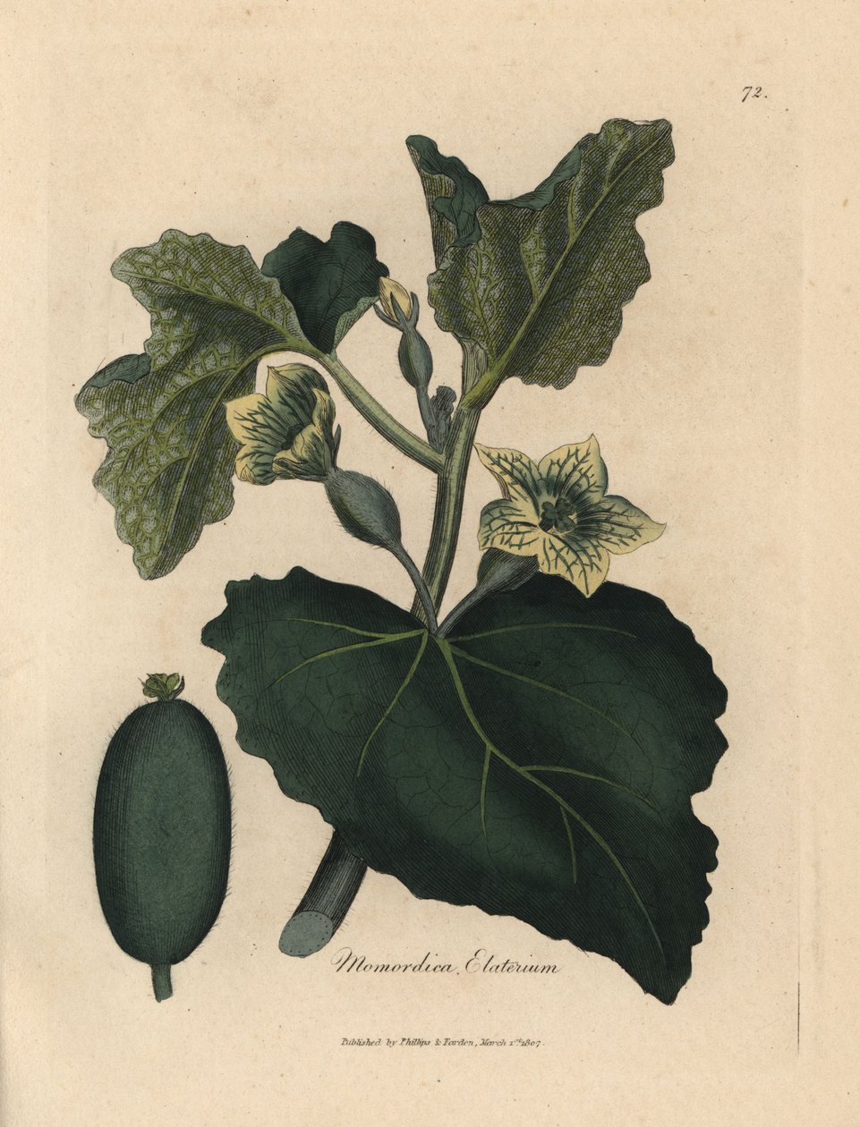 Flor amarela, folhas e frutos do pepino que esguicha, Momordica elaterium de James Sowerby