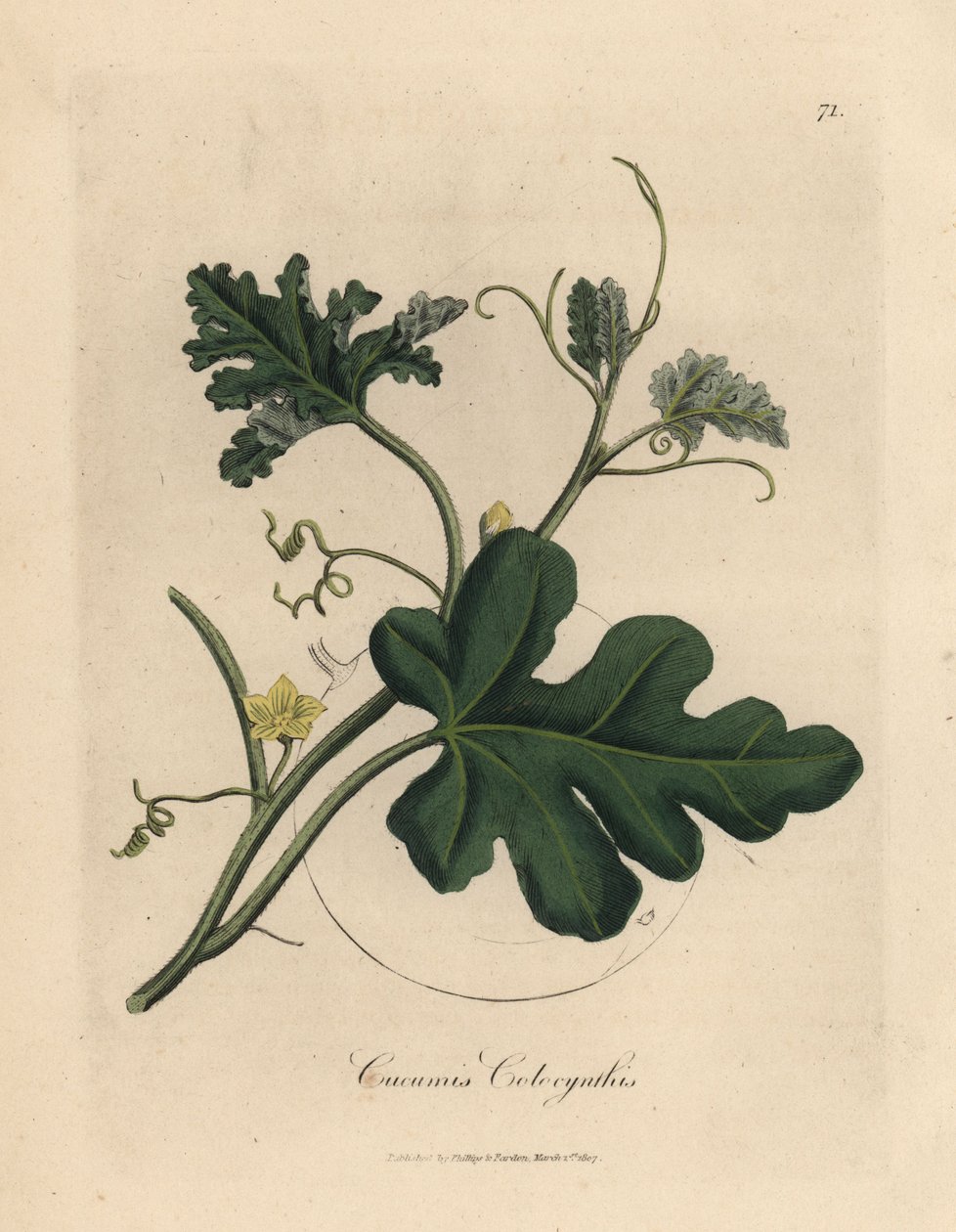 Pepino amargo com flor amarga amarela, Cucumis colocynthis de James Sowerby